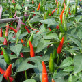 HP16 Tonyi very hot,F1 hybrid hot pepper/chilli seeds in vegetable seeds